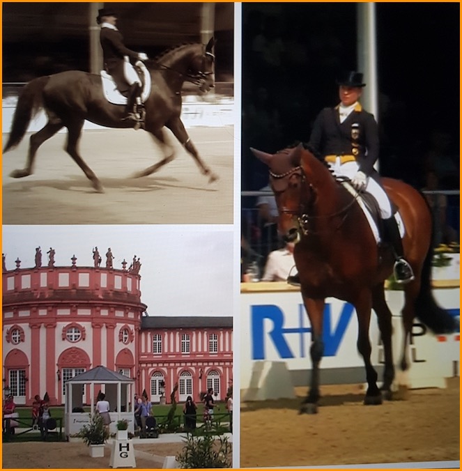 Anwalt für Pferderecht Wiesbaden